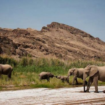 DIARI DI VIAGGIO: Namibia