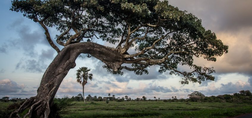 Baobab